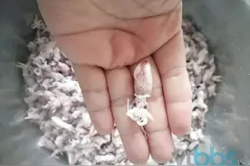 烟台人爱吃的“兔子”，是来自大海美味图片