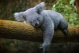 生和死都在树上，懒到极点的树懒，只有做这件事最积极：交配繁殖图片