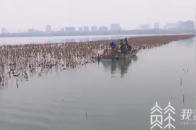 冬日里 玄武湖上捞荷忙图片