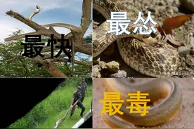 「盘点」蛇界之最，大的能吞鳄怂的会装死，揭开极端进化下的神秘图片
