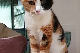 失而复得！在外流浪12年，猫咪终与主人重逢：但我们不会带它回家图片