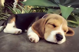 比格犬的优点和缺点有什么？看完这篇，别成为下一个比格犬受害者图片