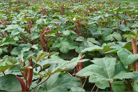 听说在农村种植三种作物销路挺好，效益还不错，你种过吗图片