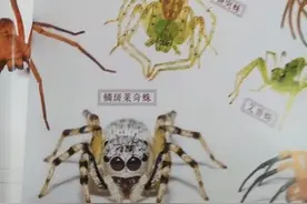 “无穷小亮”科普短视频在抖音获赞过亿图片