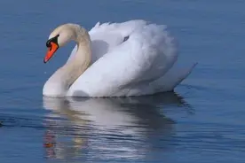 【绿色沁源】山西爱鸟周 | 优雅浪漫·白天鹅图片