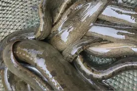 贵州樟江刀鳅鱼“大爆发”，有人3小时钓了十几条，大的一斤多图片