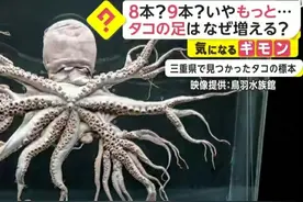 核污染引发物种变异，32条“腿”八爪鱼被发现，还是另有隐情？图片