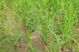 稻田稗草、千金子等杂草难除，选对除草剂外，还要选好农药助剂图片