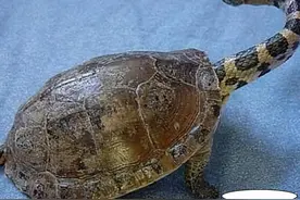 男子在野外捡到一只乌龟，喂食时却连忙后退几步，这是什么怪物图片