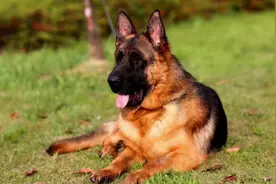 54只淘汰犬半天被抢光，最高价33万元图片