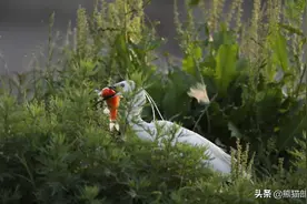 白鹭夜鹭燕鸥捕鱼 看谁是抓鱼能手图片