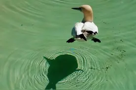 32张不可思议的照片，证明影子也会“骗人”图片