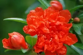 常言道：“家中栽五树，子孙辈辈富”，你知道吗？到底是哪五树？图片