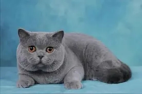 各个品种猫咪的价格，你知道吗？图片