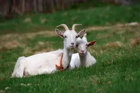 羊绒衫水深、价格又高，到底怎么选不上当？（含量、针数、品牌）图片