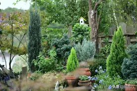 你竟然在花园种死亡、黑暗、反社会的柏树？|园丁图片