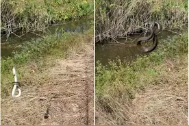 哪来的？江苏老乡小水沟里钓起5条“白蛇”，鱼贩说一百多一斤图片