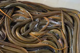 稻田套养鳝鱼如何加快鳝鱼的生长速度？如何提高鳝鱼的产量？图片