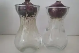 迟到的风信子图片
