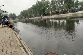 停口≠弱口、滑口，浅析黑坑垂钓时鱼儿突然停口的原因及应对策略图片