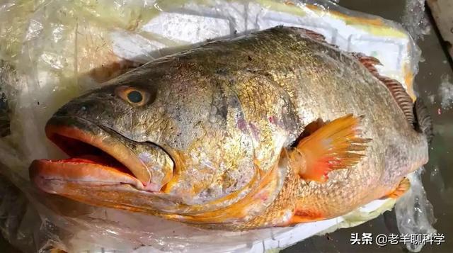 取花胶 2026年取花胶的是什么鱼