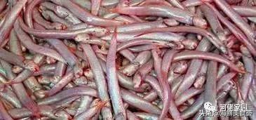 本港海鲜和外港区别 2026年本港海鲜和外港区别大吗