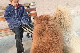 小女孩牵三只藏獒溜，太累在椅子上睡着，画面吓人，不负责任图片