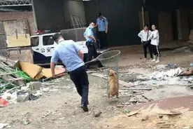 十里铺一村落藏匿非法狗场，浐灞警方予以取缔图片
