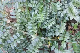 每日中药——山豆根图片