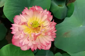 公鸡啄人有什么寓意？图片