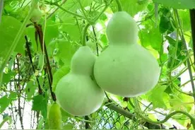 葫芦什么时候种？早种晚种都不宜，时间适宜很关键图片