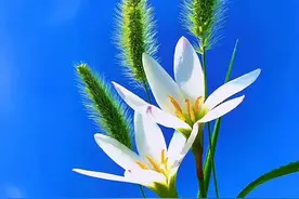 深深的爱，浅浅的缘，抹不去的情，忘不了的人，想你，好想好想图片