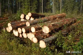 农民申报林木采伐需要缴费，这种收费是否合理及利弊分析图片