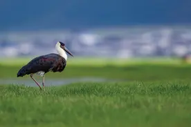 林草科普|白颈鹳：中国唯一一次记录图片