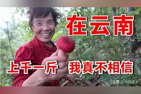 野生菌小红菇，听说云南上千一斤，我觉的夸张了吧图片