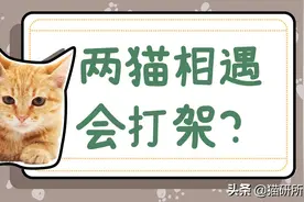 多猫家庭，遇到猫咪打架该怎么办？图片