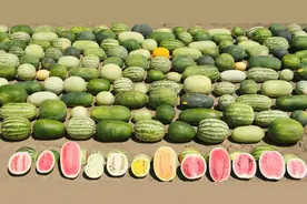 夏天买西瓜，认清国内这6大优质品种，个个甜美多汁，涨知识了图片