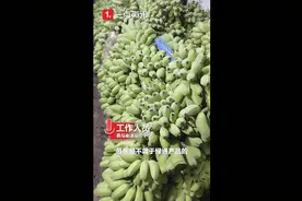 苹果蕉不算香蕉被收千元过路费，别把锅甩给“文件”图片