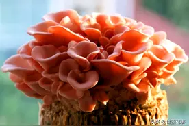 入冬后，阳台种上“4种菜”，20天吃一茬，种1次吃好多年图片