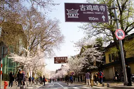 突如其来的热搜！鸡鸣寺有多么神奇？图片