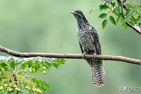 布谷鸟的传说图片