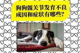 【医知宠】狗狗腿脚不利索，或是髋关节发育不良！纯种狗狗更易患