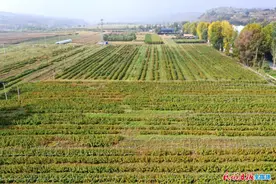 和政县三谷村的树莓红了图片