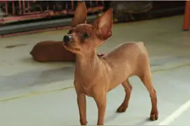 这6种狗狗不仅没有狗臭，甚至还自带香味，哪种是你在养的？图片