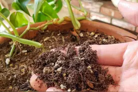 几个小技巧摆脱盆土里滋生的小黑飞，方法都很简单实用，易操作图片