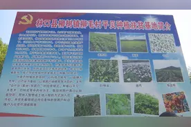 林口县柳树镇：平贝套种黄豆 助推增收致富图片