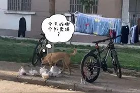 中原工学院的网红流浪狗“黄哥”最终还是被毒死了图片