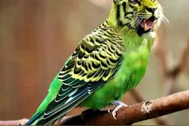 家里养的一对虎皮鹦鹉，怎么才能繁殖？看完你家鹦鹉就下蛋了图片