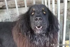 这只藏獒就因为长似恶鬼，至今无人敢靠近！图片