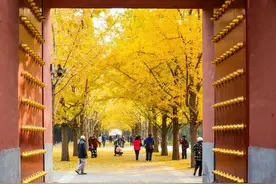 准备打卡！北京这12个地方即将美成仙境！赏银杏就去这！图片